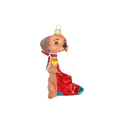 2020 Adorable Dachshund (Puppy)