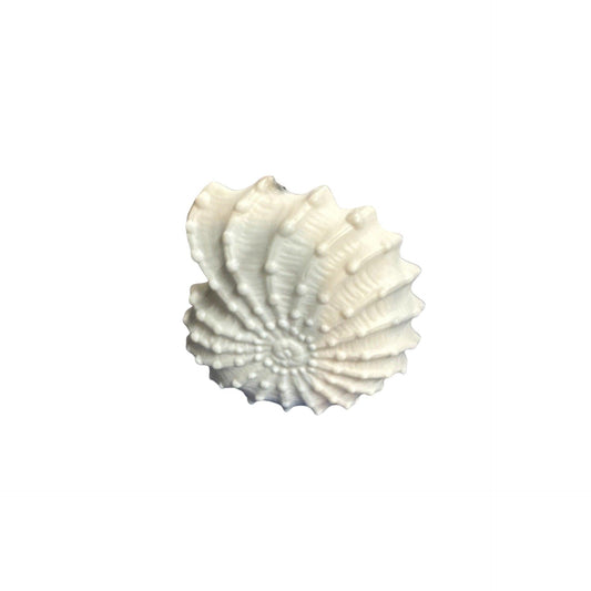 2008 Nautilus Ocean Shell (Signature Series)