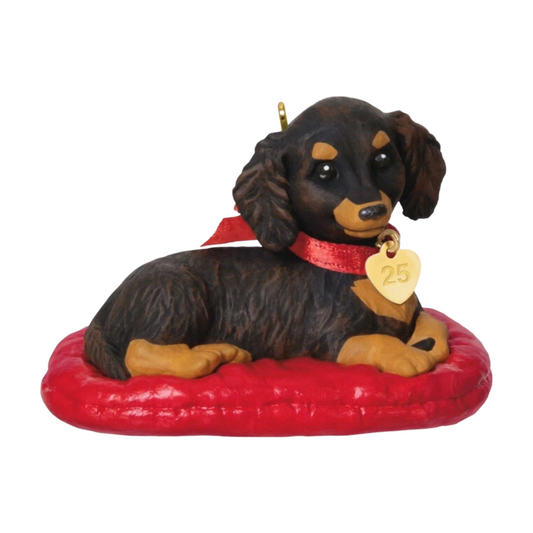 2025 Long-Haired Dachshund (Puppy Love) QXR8755